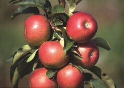 Säulenapfel `Pomredrobust´ Prunus Domestica