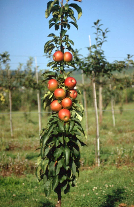 Säulenapfel `Pomredrobust´ Prunus Domestica 2 Säulenapfel `Pomredrobust´ Prunus Domestica – Bild 2