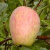 Prinzenapfel / Haferapfel Malus Domestica -Baumwelt Verkaufsgeschäft Prinzenapfel