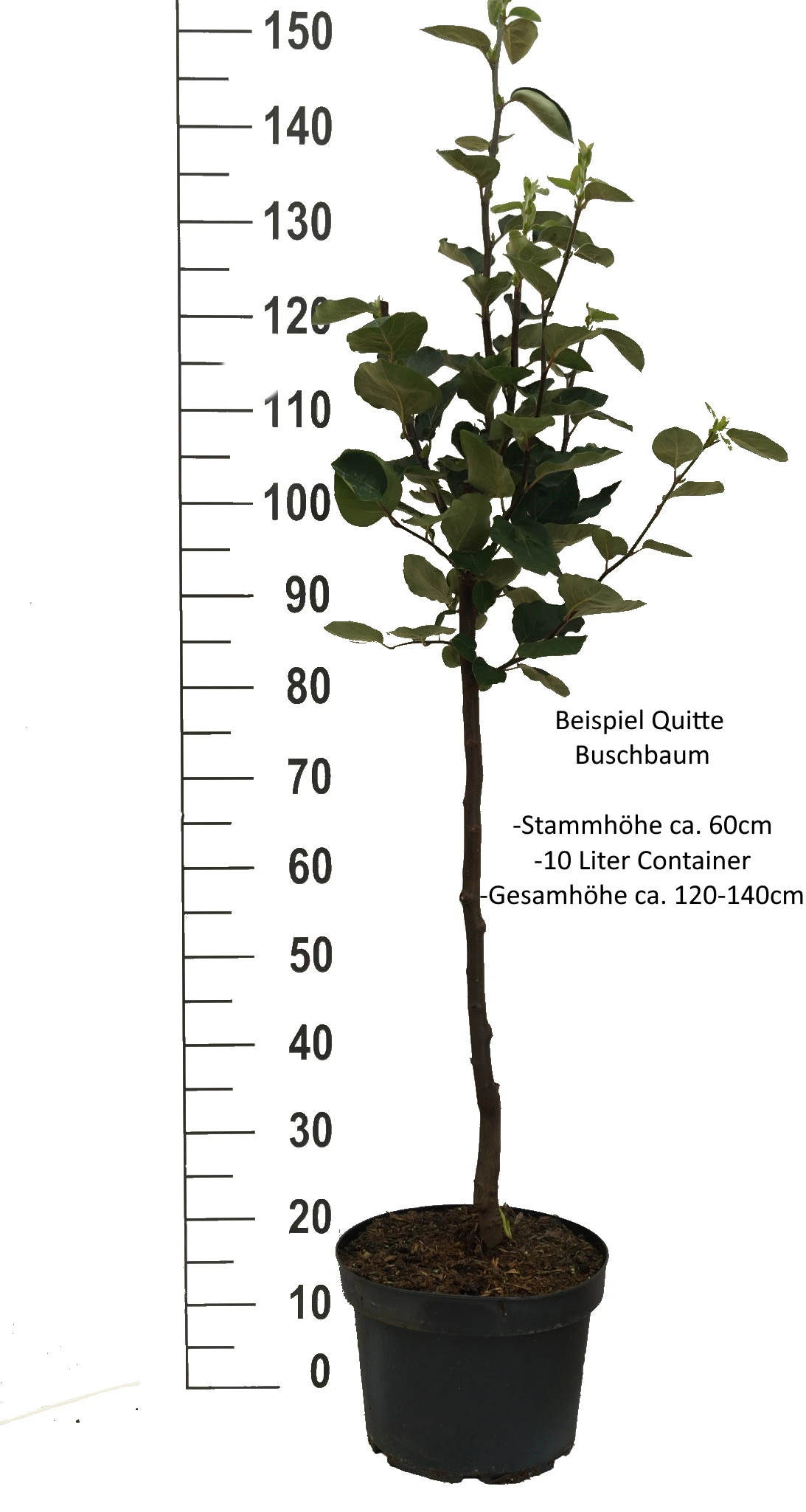 Cydora Robusta Cydonia Oblonga `Cydora Robusta´ 3 Cydora Robusta Cydonia Oblonga `Cydora Robusta´ – Bild 3