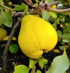 Chinesische Quitte / Holzquitte Pseudocydonia Sinensis -Baumwelt Verkaufsgeschäft Quitte Holzquitte