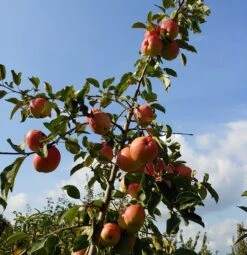 Rebella ® Malus Domestica -Baumwelt Verkaufsgeschäft Rebella 1