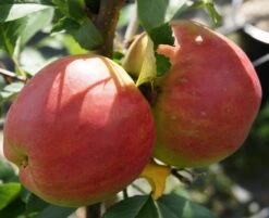 Rebella ® Malus Domestica -Baumwelt Verkaufsgeschäft RebellaJzAGDJsc1LAKH