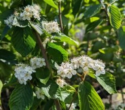 Erlenblättrige Eberesche `Red Bird´ Sorbus Alnifolia `Red Bird´ 7 Erlenblättrige Eberesche `Red Bird´ Sorbus Alnifolia `Red Bird´ -Baumwelt Verkaufsgeschäft Red Bird 1