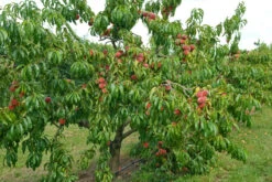 Pfirsich Red Haven Prunus Persica `Red Haven´ 10 Pfirsich Red Haven Prunus Persica `Red Haven´ -Baumwelt Verkaufsgeschäft Red HAven Baum
