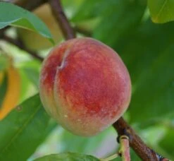 Pfirsich Red Haven Prunus Persica `Red Haven´ 11 Pfirsich Red Haven Prunus Persica `Red Haven´ -Baumwelt Verkaufsgeschäft Red Haven