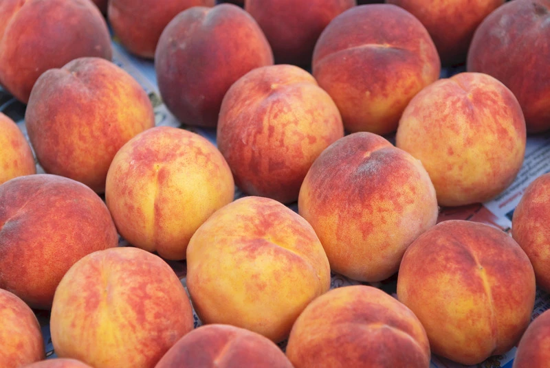 Pfirsich Red Haven Prunus Persica `Red Haven´ 2 Pfirsich Red Haven Prunus Persica `Red Haven´ – Bild 2