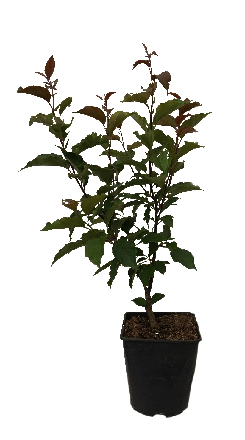 Säulenzierapfel "Red Obelisk" Malus `Red Obelisk´ 7 Säulenzierapfel "Red Obelisk" Malus `Red Obelisk´ – Bild 7