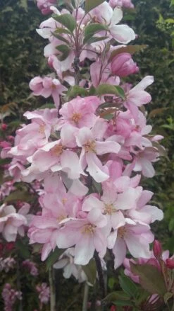 Säulenzierapfel "Red Obelisk" Malus `Red Obelisk´ 12 Säulenzierapfel "Red Obelisk" Malus `Red Obelisk´ -Baumwelt Verkaufsgeschäft Red Obelisk5728ab6c725bc