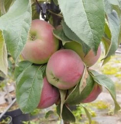 Säulenapfel `Red River´ Malus Domestica `Red River´ -Baumwelt Verkaufsgeschäft Red River