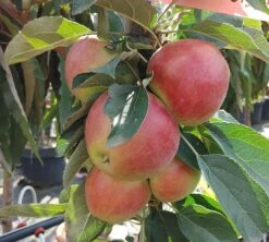 Säulenapfel `Red River´ Malus Domestica `Red River´ -Baumwelt Verkaufsgeschäft Red Riverwd5WARzuywGV4