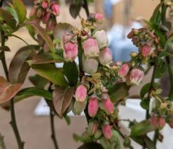 Heidelbeere - Reka Vaccinum Corymbosum `Reka´ -Baumwelt Verkaufsgeschäft Reka Bl te