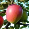 Retina ® Malus Domestica -Baumwelt Verkaufsgeschäft Retina 2