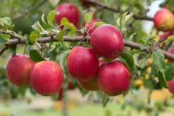 Rewena ® Malus Domestica -Baumwelt Verkaufsgeschäft Rewena 2