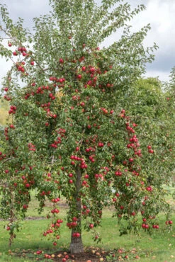 Rewena ® Malus Domestica -Baumwelt Verkaufsgeschäft Rewena