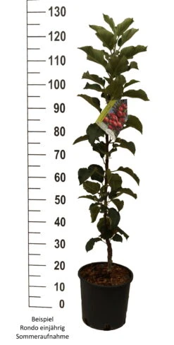 Säulenapfel `Rondo´ Malus Domestica `Rondo´ -Baumwelt Verkaufsgeschäft Rondo einj hrig weiss