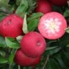 Rosette® Malus Domestica -Baumwelt Verkaufsgeschäft Rosette