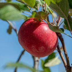 Rosette® Malus Domestica -Baumwelt Verkaufsgeschäft Rosette 2