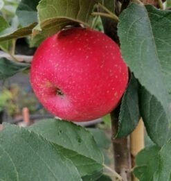 Rosette® Malus Domestica -Baumwelt Verkaufsgeschäft Rosette2