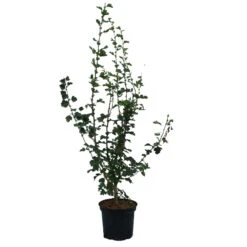 Rotdorn `Pauls Scarlet´ Crataegus Laevigata `Pauls Scarlet´ 9 Rotdorn `Pauls Scarlet´ Crataegus Laevigata `Pauls Scarlet´ -Baumwelt Verkaufsgeschäft Rotdorn Pauls Scarlet