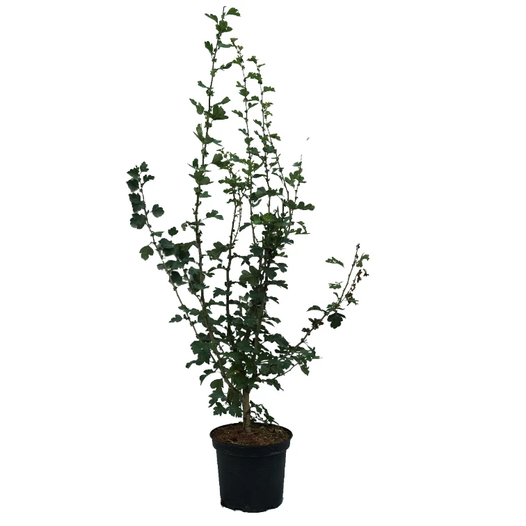 Rotdorn `Pauls Scarlet´ Crataegus Laevigata `Pauls Scarlet´ 5 Rotdorn `Pauls Scarlet´ Crataegus Laevigata `Pauls Scarlet´ – Bild 5