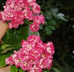 Rotdorn `Pauls Scarlet´ Crataegus Laevigata `Pauls Scarlet´ 8 Rotdorn `Pauls Scarlet´ Crataegus Laevigata `Pauls Scarlet´ -Baumwelt Verkaufsgeschäft Rotdorn bl te