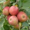 Roter Boskoop Malus Domestica -Baumwelt Verkaufsgeschäft Roter Boskoop 2
