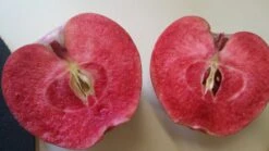 Rotfleischiger Apfel Malus Domestica -Baumwelt Verkaufsgeschäft Rotfleischiger Apfel57c42f5d1eba4