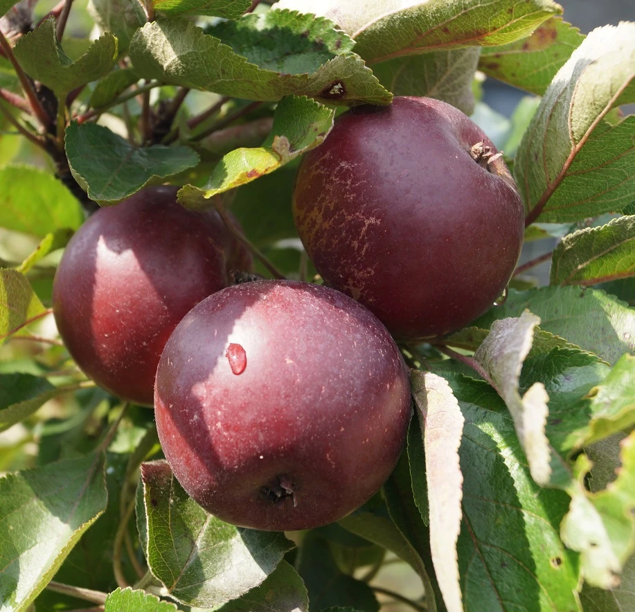 Baya® Marisa - Rotfleischig Malus Domestica 2 Baya® Marisa - Rotfleischig Malus Domestica – Bild 2