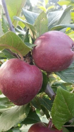 Rotfleischiger Apfel Malus Domestica -Baumwelt Verkaufsgeschäft Rotfleishciger APfel