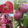 Rotfleischiger Apfel Malus Domestica -Baumwelt Verkaufsgeschäft Rotflischiger Apfel collage
