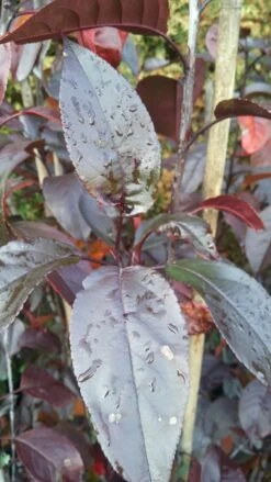 Zierapfel Royalty Malus `Royalty´ -Baumwelt Verkaufsgeschäft Royalty