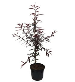 Blutpfirsich `Rubira´, Rotlaubig Prunus Persica `Rubira´
