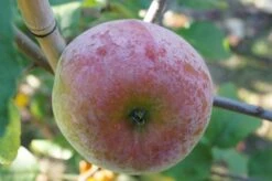 Russinka Malus Domestica `Russinka´ -Baumwelt Verkaufsgeschäft Russinka3