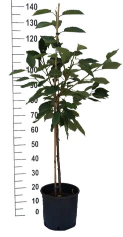 Kordia Prunus Avium `Kordia´ 6 Kordia Prunus Avium `Kordia´ -Baumwelt Verkaufsgeschäft S sskirsche Beispiel BuschbaumN2icVMgDMyPhZ