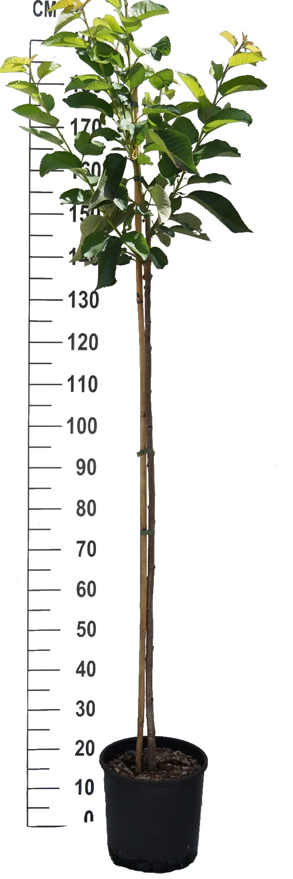 Stella - Selbstfruchtbar Prunus Avium `Stella´ 3 Stella - Selbstfruchtbar Prunus Avium `Stella´ – Bild 3