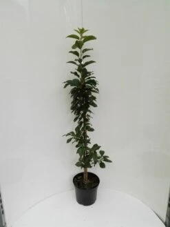 Säulensauerkirsche `Jachim´ Prunus Cerasus `Jachim´ -Baumwelt Verkaufsgeschäft S ulensauerkirsche