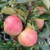 Zwergapfel Maloni® `Sally´® Malus Domestica `Sally´ 11 Zwergapfel Maloni® `Sally´® Malus Domestica `Sally´ -Baumwelt Verkaufsgeschäft Sally Frucht