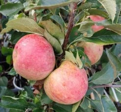 Zwergapfel Maloni® `Sally´® Malus Domestica `Sally´