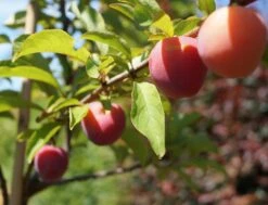 Santa Rosa Japanische Pflaume Prunus Salicina `Santa Rosa´ 7 Santa Rosa Japanische Pflaume Prunus Salicina `Santa Rosa´ -Baumwelt Verkaufsgeschäft Santa Rosa Frucht im Juli