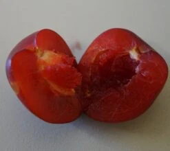 Santa Rosa Japanische Pflaume Prunus Salicina `Santa Rosa´ 9 Santa Rosa Japanische Pflaume Prunus Salicina `Santa Rosa´ -Baumwelt Verkaufsgeschäft Santa rosa fruchtfleisch