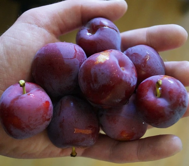 Santa Rosa Japanische Pflaume Prunus Salicina `Santa Rosa´ 4 Santa Rosa Japanische Pflaume Prunus Salicina `Santa Rosa´ – Bild 4