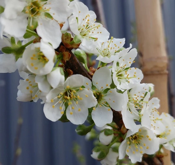 Santa Rosa Japanische Pflaume Prunus Salicina `Santa Rosa´ 2 Santa Rosa Japanische Pflaume Prunus Salicina `Santa Rosa´ – Bild 2