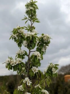 Säulenbirne `Saphira´ 150-175cm (zweijährig) Pyrus Communis `Saphira´ -Baumwelt Verkaufsgeschäft Saphira Bl te2