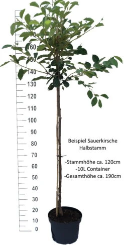 Safir ® Prunus Cerasus `Safir´ 8 Safir ® Prunus Cerasus `Safir´ -Baumwelt Verkaufsgeschäft Sauerkirsche Beispiel HalbstammmIkIHKIhlHSVC
