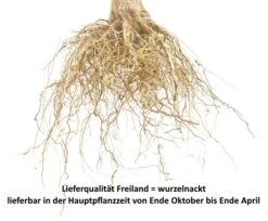 Schattenmorelle Prunus Cerasus `Schattenmorelle´ 7 Schattenmorelle Prunus Cerasus `Schattenmorelle´ -Baumwelt Verkaufsgeschäft Sauerkirsche Beispiel wurzelnacktdsDHpg95C6BJb