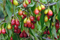 Baumwelt Verkaufsgeschäft -Baumwelt Verkaufsgeschäft Sch nbrunner Gourmet Dirndl