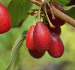 Großfrüchtige Kornelkirsche `Schönbrunner Gourmet Dirndl´ Cornus Mas `Schönbrunner Gourmetdirndl´ 9 Großfrüchtige Kornelkirsche `Schönbrunner Gourmet Dirndl´ Cornus Mas `Schönbrunner Gourmetdirndl´ -Baumwelt Verkaufsgeschäft Sch nbrunner2