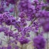 Schönfrucht, Liebesperlenstrauch Callicarpa Bodinieri `Profusion´ -Baumwelt Verkaufsgeschäft Sch nfrucht Liebesperlenstrauch 22