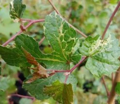 Porzellanbeere / Scheinrebe `Elegans´ Ampelopsis Brevipedunculata `Elegans´ -Baumwelt Verkaufsgeschäft Scheinrebe Amelopsis